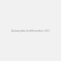 Eukaryotic Antithrombin (AT)